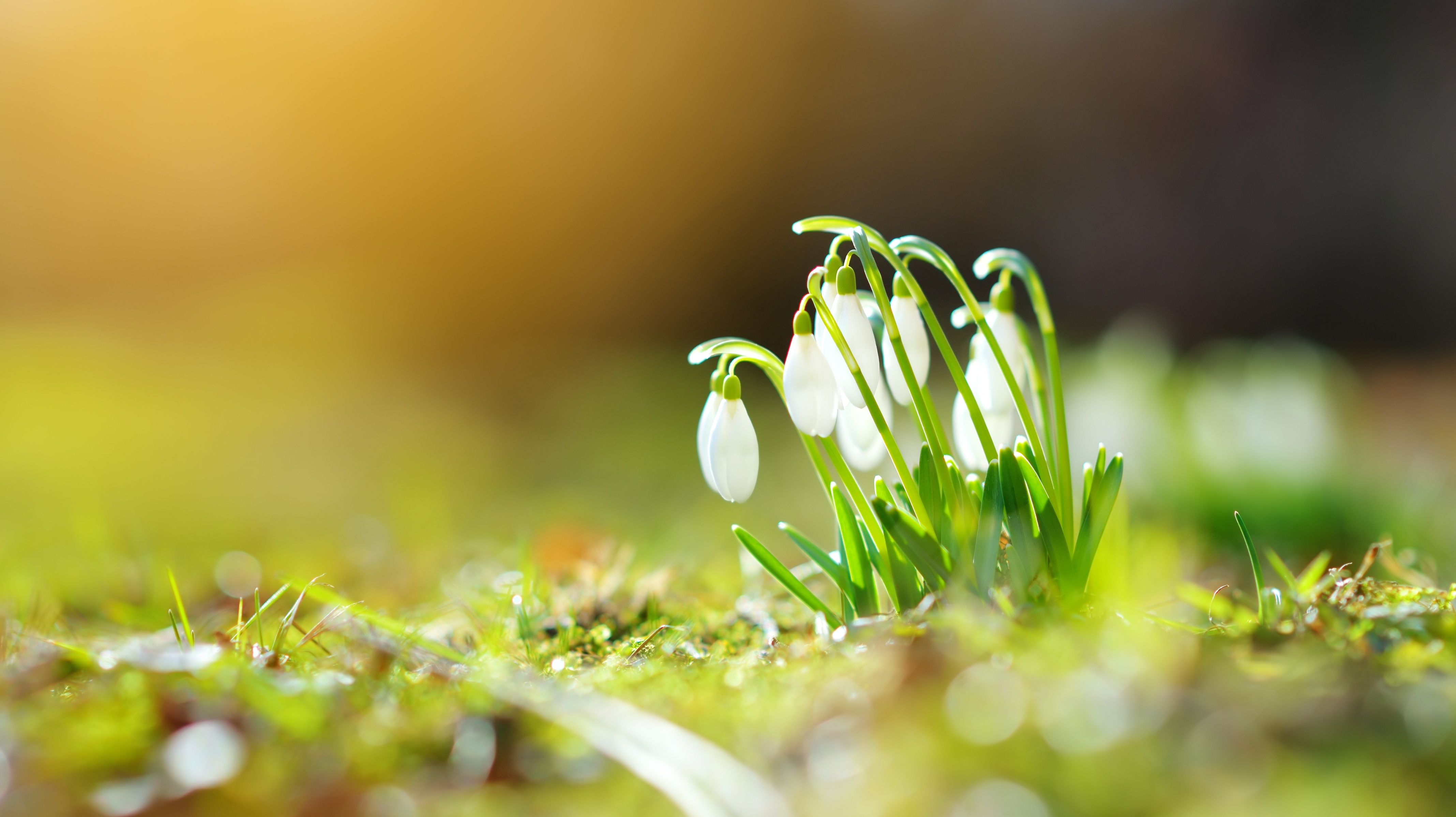 Sommerlich gekleidete Frau riecht an Blumen