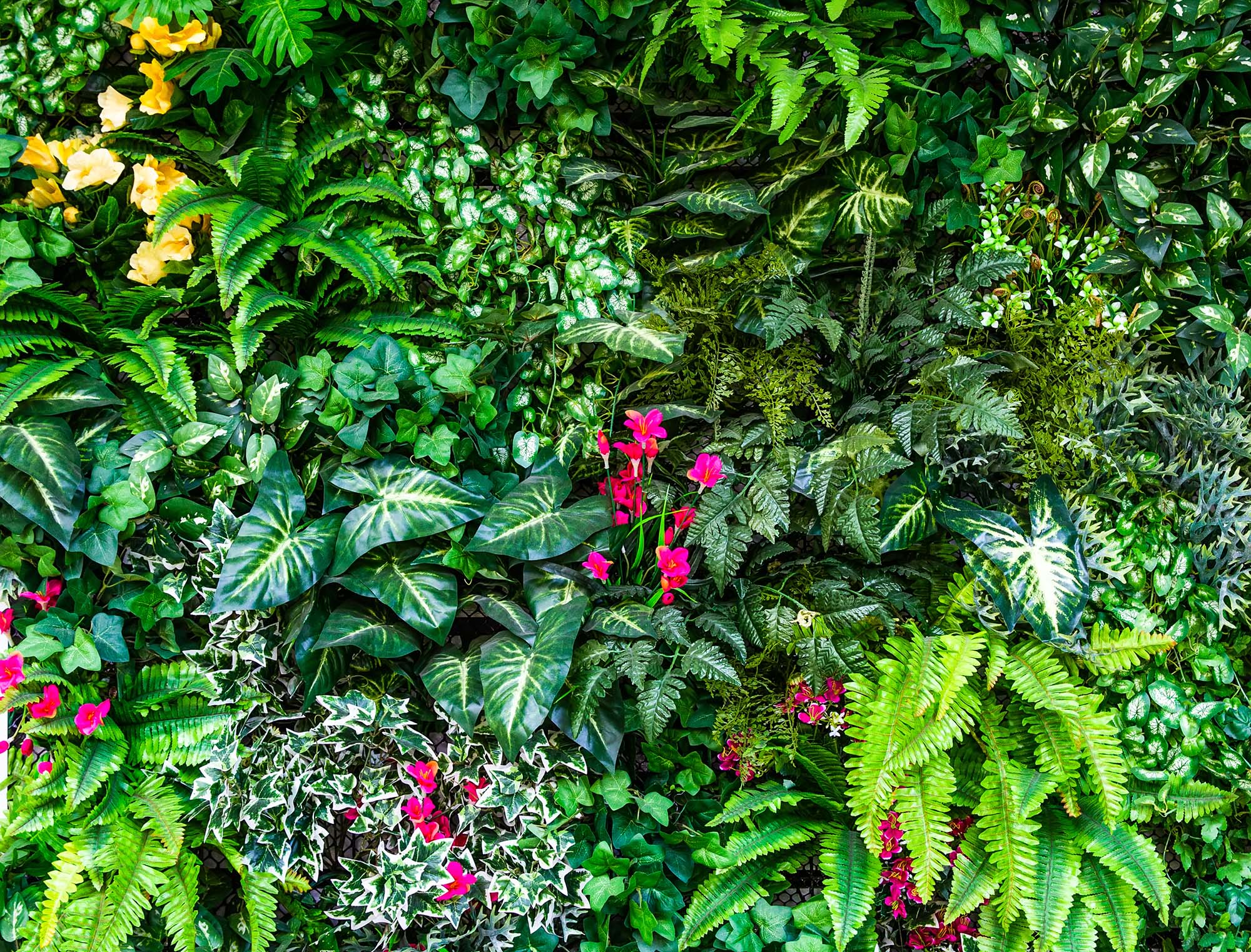 Wand bewachsen mit verschieden Pflanzenarte