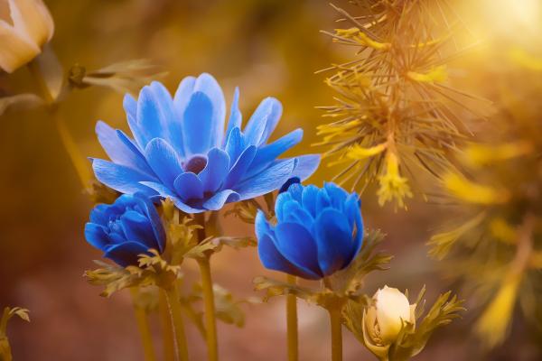 Anemone