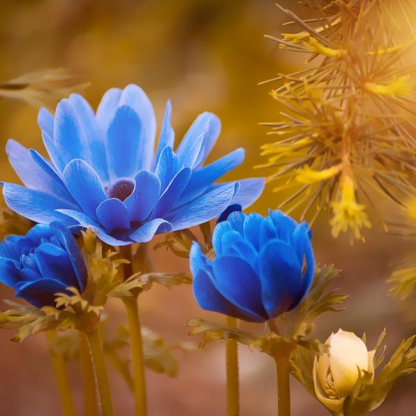 Anemone