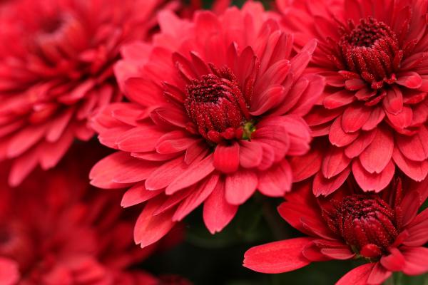 Chrysanthemen 