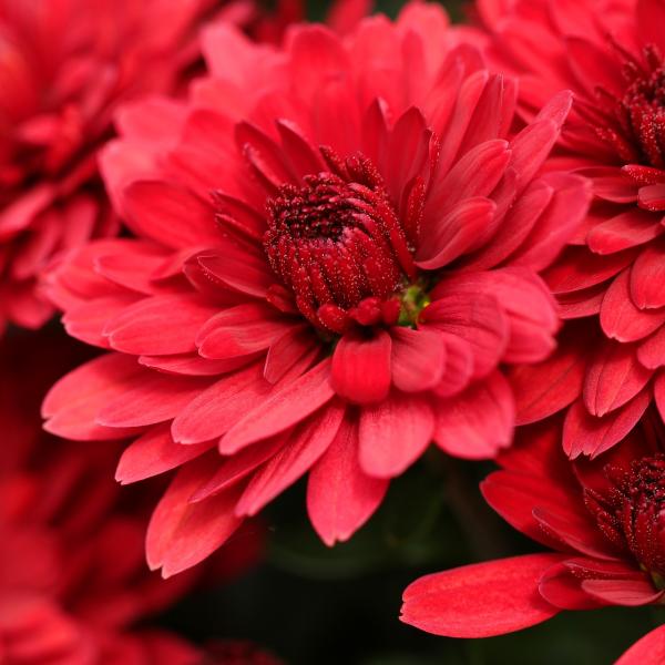 Chrysanthemen 