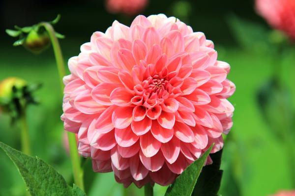 Dahlien 