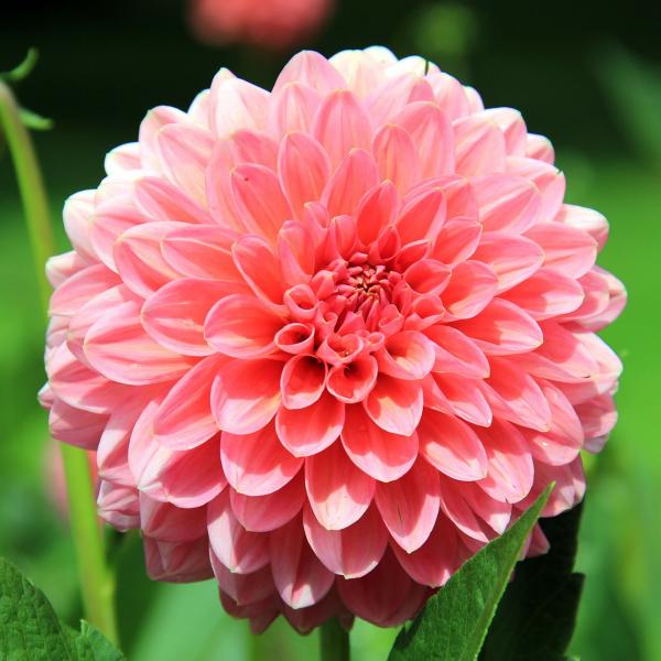 Dahlien 