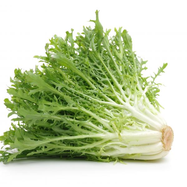 Endivien