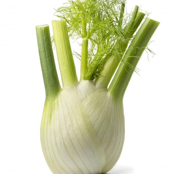 Fenchel