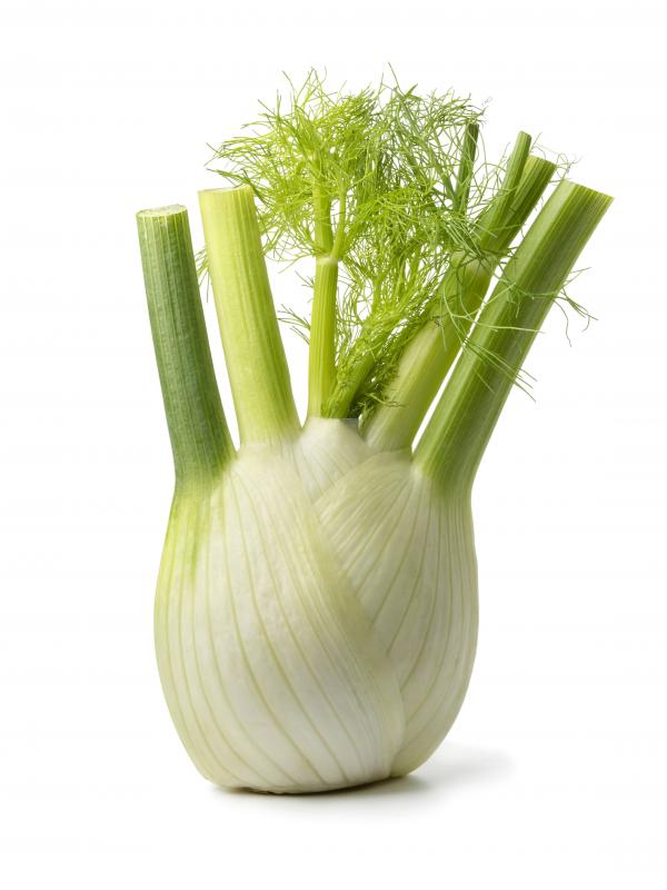 Fenchel