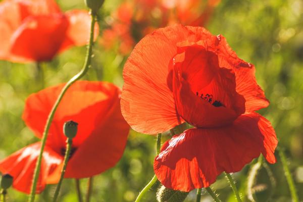 Klatschmohn
