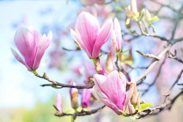 Magnolie