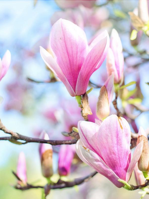 Magnolie