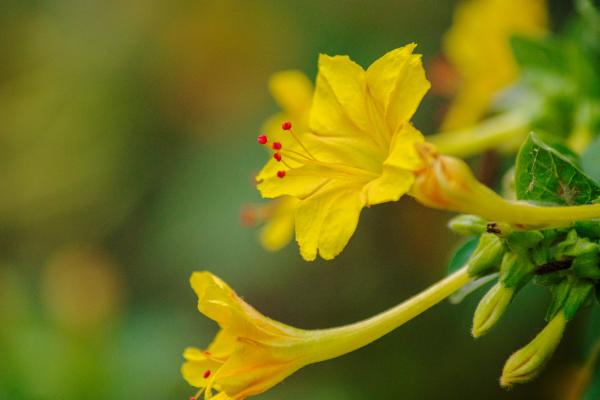 Mirabilis