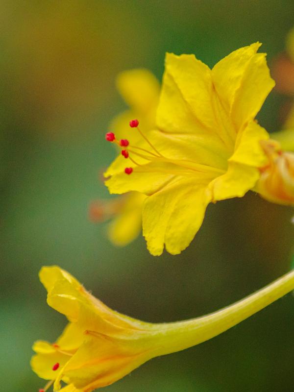 Mirabilis