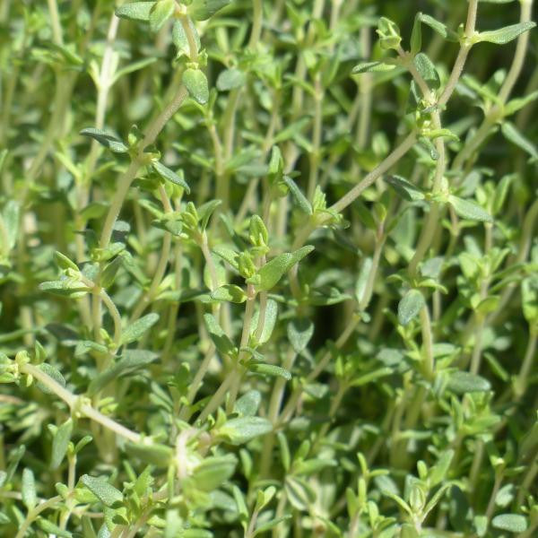 Thymian