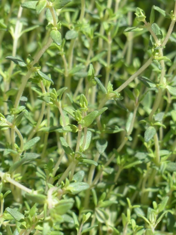 Thymian